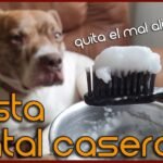 ¿Los perros pueden usar pasta de dientes de humanos?