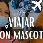 Los Perros Pueden Viajar en Avión: Guía Completa para Viajar con tu Mascota