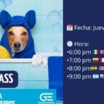 Los Perros Saben Cómo Nos Sentimos: El Asombroso Mundo de la Empatía Canina