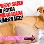 Los perros saben cuando alguien está embarazada