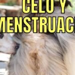 ¿Los perros saben cuando estás menstruando?