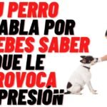 Los Perros Saben Cuando Estás Triste