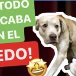 Los Perros Saben Cuando Les Tenemos Miedo