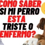 Los perros saben cuando otro perro está enfermo