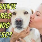 ¿Los Perros Saben Cuando Uno los Besa?