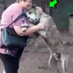 Los Perros Saben Quién Es Su Mamá