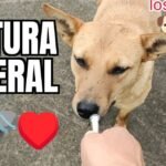 Los perros saben todos los idiomas