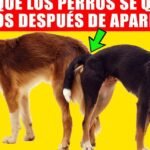 Los Perros Tienen 4 Testículos: ¿Mito o Realidad?