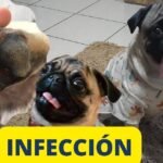 Los perros tienen 5 dedos: Un hecho peculiar sobre la anatomía canina