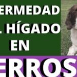 Los perros tienen apendicitis: ¿Cómo identificar y tratar esta enfermedad en nuestras mascotas?