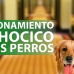 ¿Los perros tienen boca o hocico?