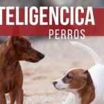 Los Perros Tienen Cerebro: La Inteligencia Canina