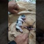 los perros tienen cordon umbilical