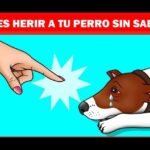 Los perros tienen cosquillas: ¿Realidad o mito?