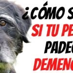 Los Perros tienen Demencia Senil: Síntomas y Tratamientos