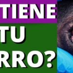 Los perros tienen dos párpados: Todo lo que necesitas saber