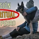 Los perros tienen empatía: Descubre por qué son conocidos como los mejores amigos del hombre