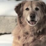 Los perros tienen frío: Cuidados y recomendaciones para proteger a tu mascota en invierno