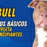 Los perros tienen garras: Todo lo que necesitas saber sobre este aspecto fundamental de su anatomía