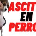 Los perros tienen gases: causas, síntomas y tratamiento