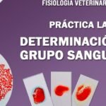 ¿Los Perros Tienen Grupo Sanguíneo?