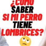 Los perros tienen lombrices: Causas, síntomas y tratamientos