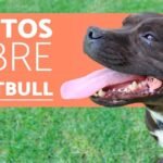 Los perros tienen memoria: ¿Verdad o mito?