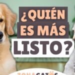 Los perros tienen neuronas: Descubre la inteligencia detrás de tu mascota