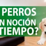 ¿Los perros tienen noción del tiempo?