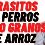 Los perros tienen oxiuros: Causas, síntomas y tratamiento