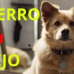 Los Perros Tienen Pensamientos: Descubre el Fascinante Mundo Mental de Nuestros Fieles Amigos