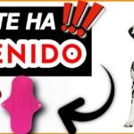 ¿Los perros tienen períodos?