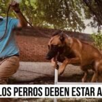 Los Perros Tienen que Estar Atados: Importancia y Beneficios