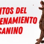 Los Perros Tienen Razonamiento: Mitos y Realidades