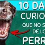 Los Perros tienen Tercer Párpado: Una Característica Sorprendente