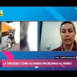 ¿Los perros tienen tiroides?