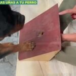 Los Perros: ¿Tienen Uñas o Garras?