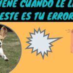 Los Perros Tienen Voz: Descubre la Comunicación Canina