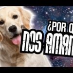 Los perros viven poco porque ya saben amar