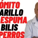Los Perros y el Jugo de Naranja: ¿Es Seguro darles esta Bebida?