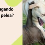 Los Perros y la Campanilla: ¿Qué Relación Existe Realmente?