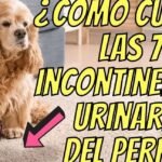 Los perros y la incontinencia urinaria: Causas y Tratamientos