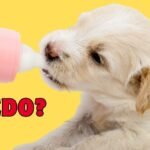 Los perros y la leche de vaca: ¿Es seguro que los perros beban leche de vaca?