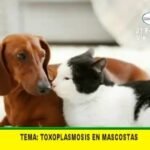 Los perros y la toxoplasmosis: Una enfermedad que también afecta a nuestras mascotas