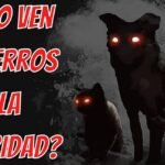 Los perros y su miedo a la oscuridad: ¿Qué debes saber?