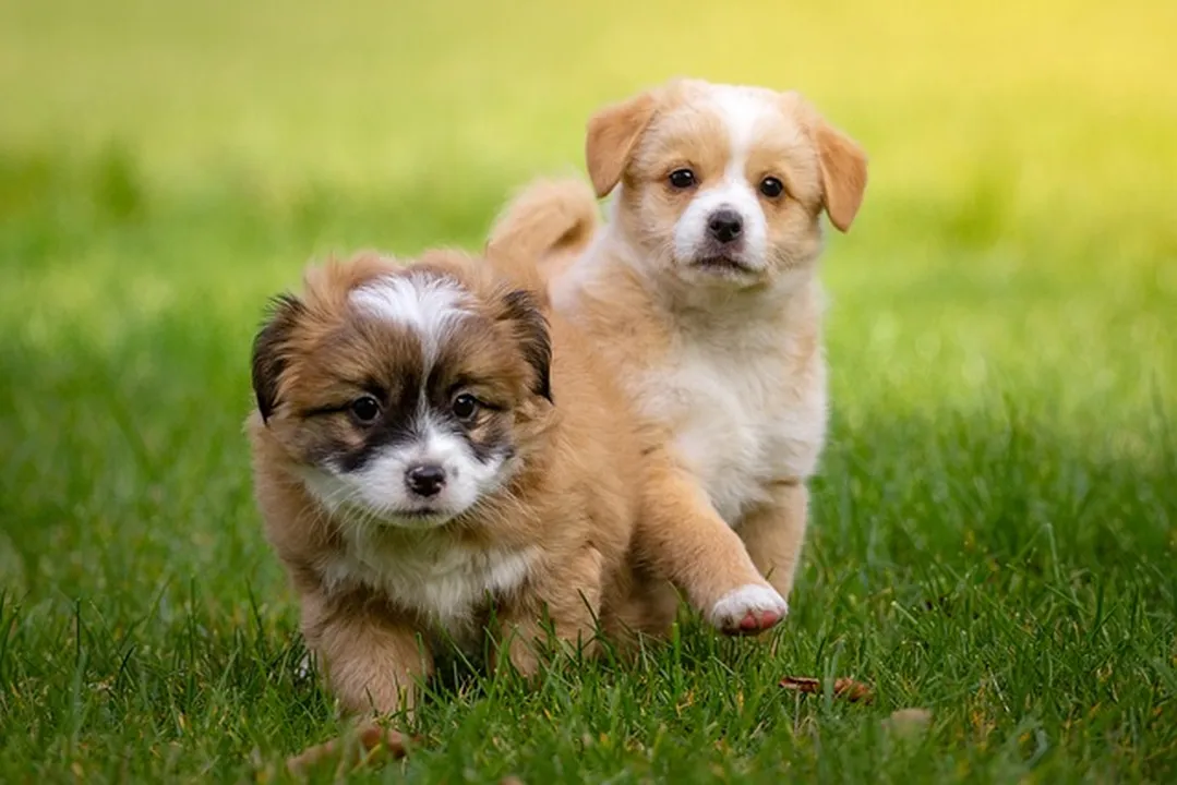 Mejores perros para correr: Las mejores razas para corredores