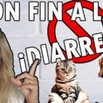 Mi gatito tiene diarrea: ¿Qué debo hacer?