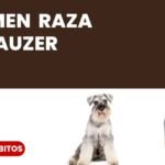 Mitos Comunes sobre los Schnauzer Miniatura