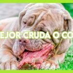 Qué es la dieta BARF: ¡revoluciona la salud de tu perro ahora!