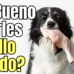 Beneficios de la dieta BARF: tu perro te lo agradecerá